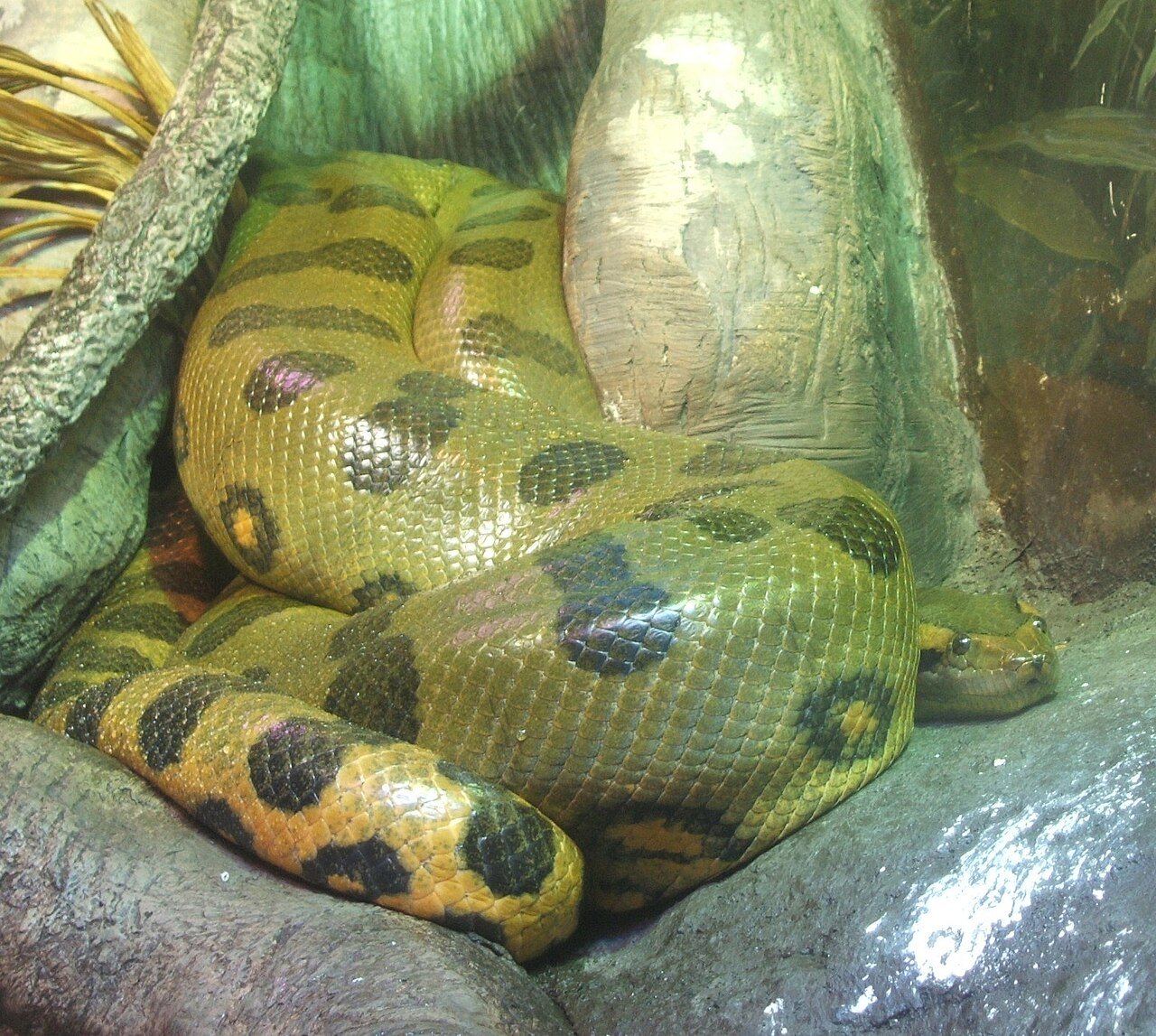 Green anaconda (Eunectes murinus)