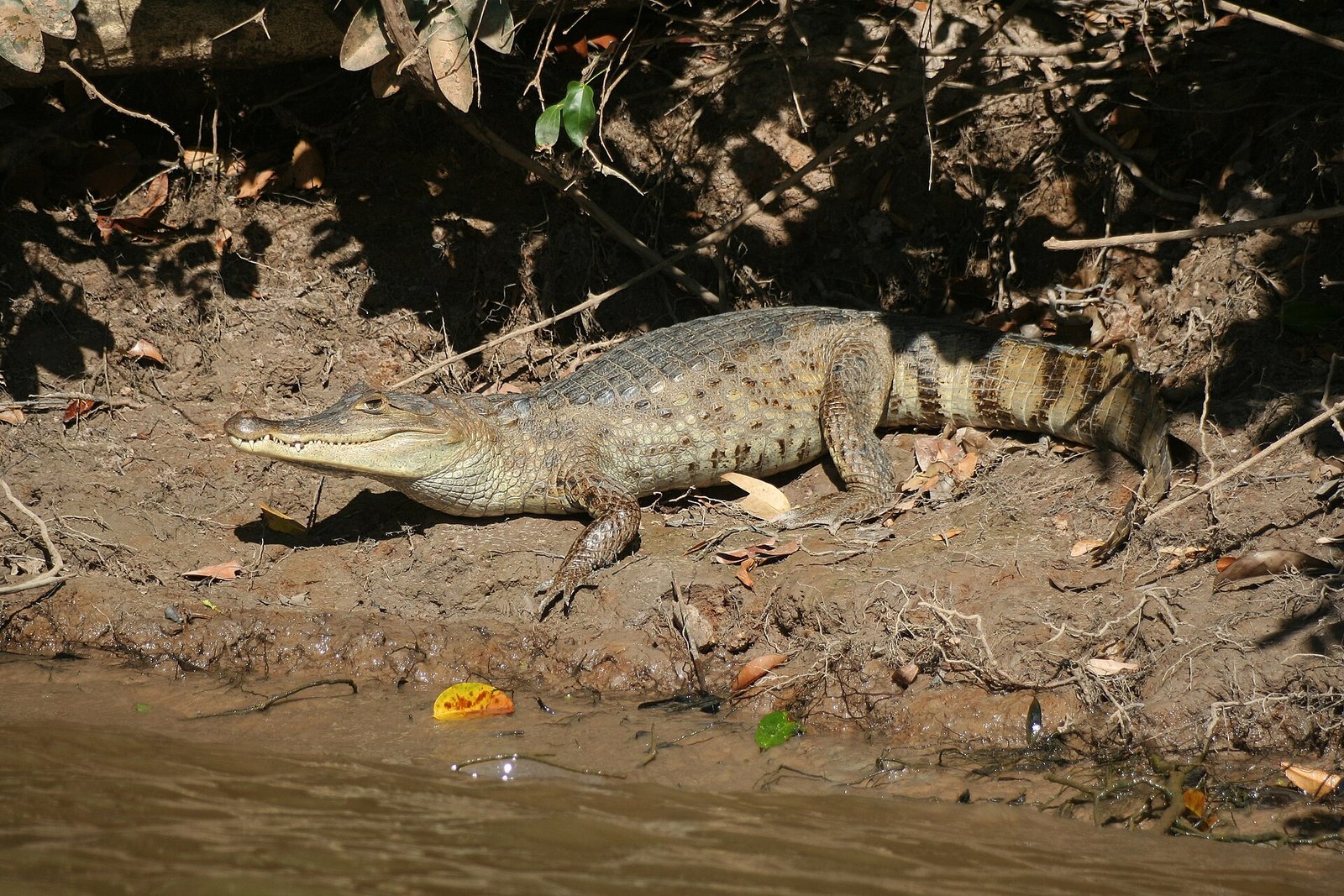 Spectacled caiman (Caiman crocodilus) in the plains