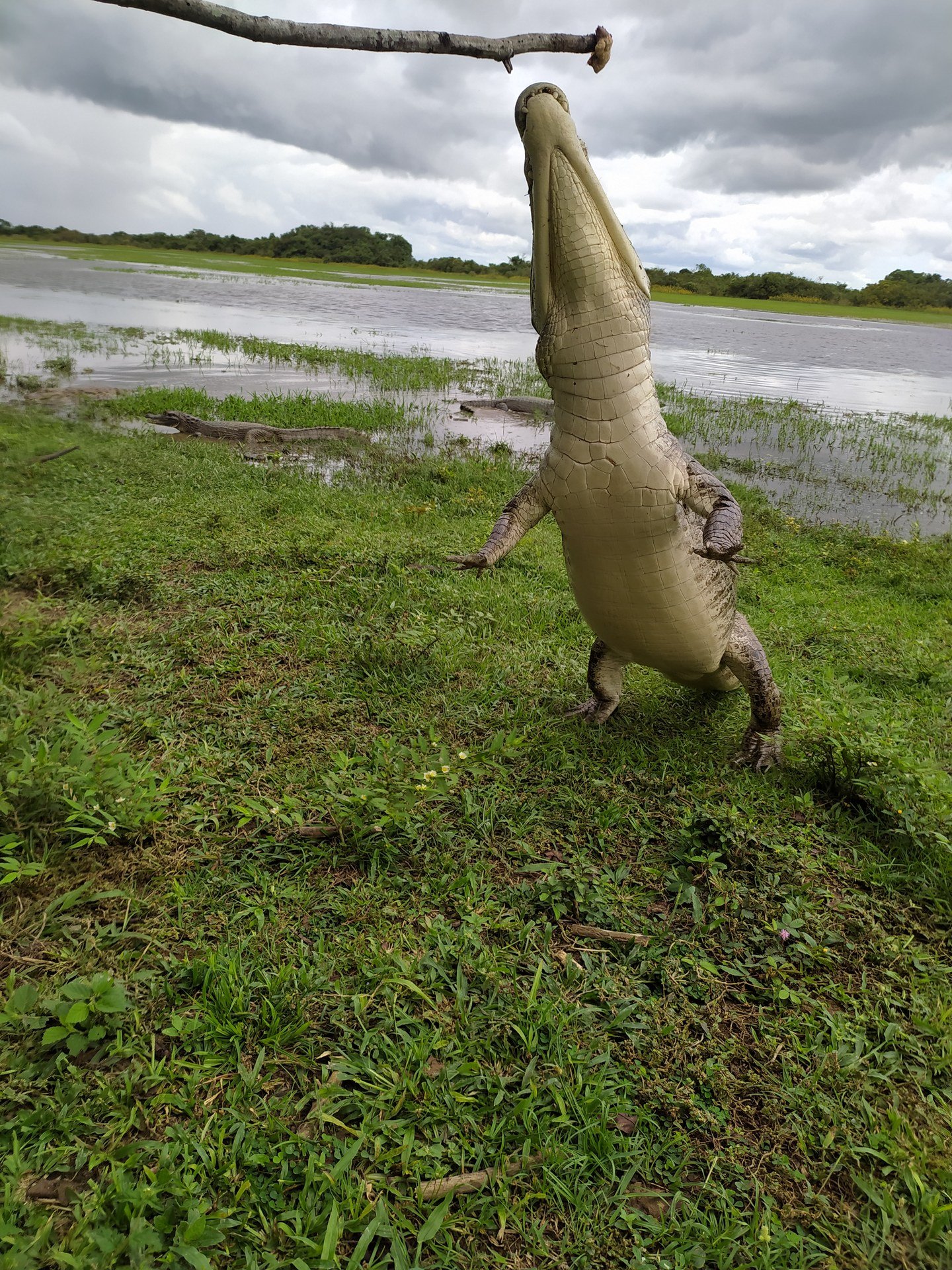Spectacled caiman leaping in the Ariporo River