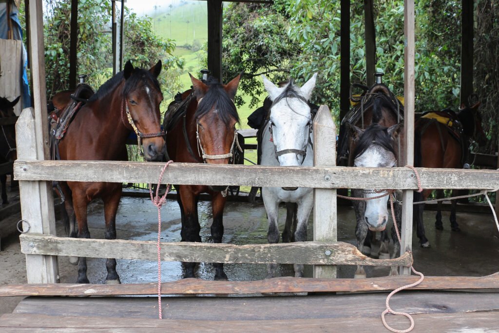 caballos cocora