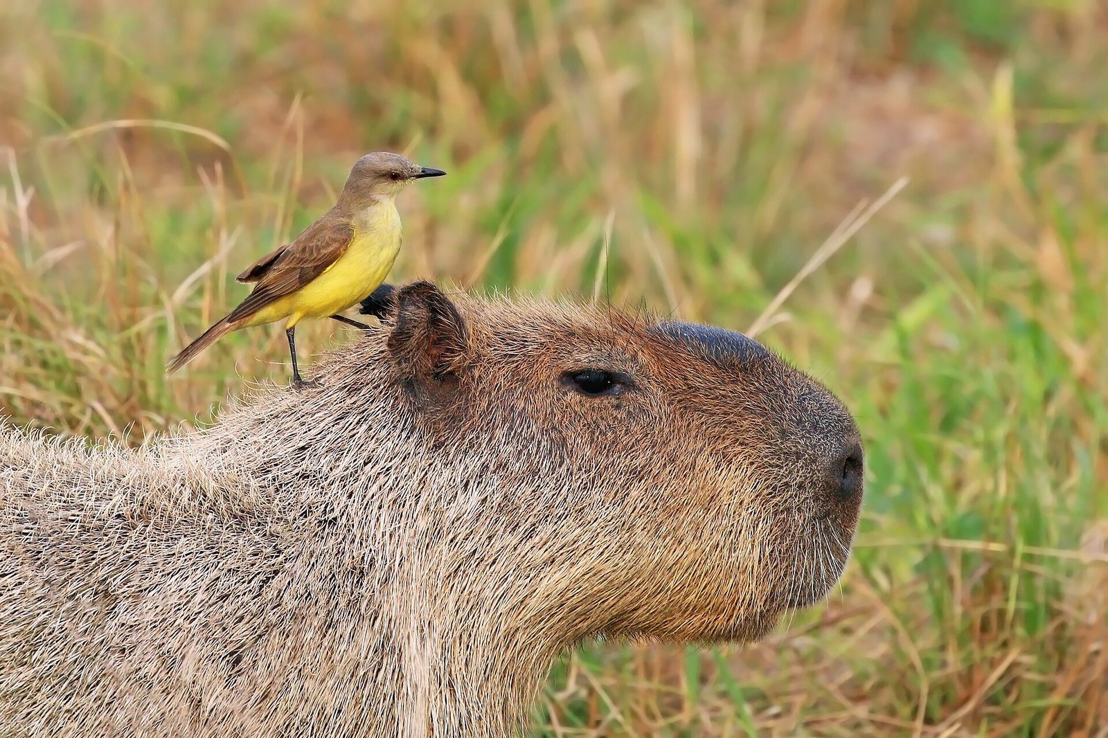 Capybara with a cattle tyrant bird on its back