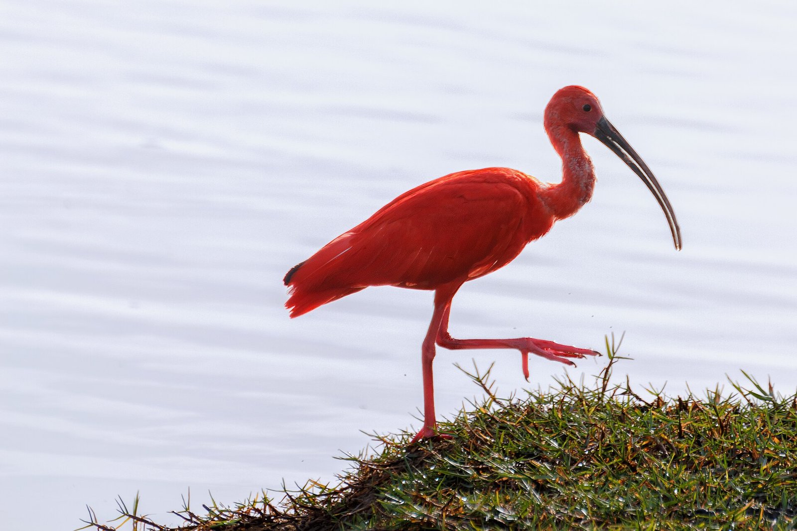 Scarlet ibis (Eudocimus ruber)