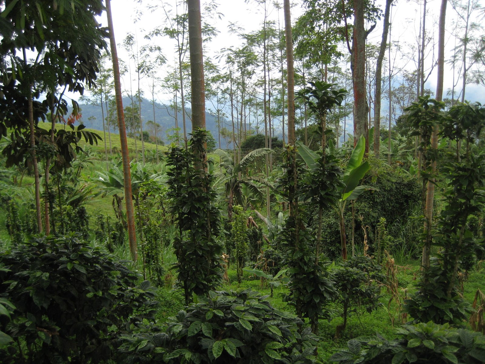 Finca cafetera en Colombia
