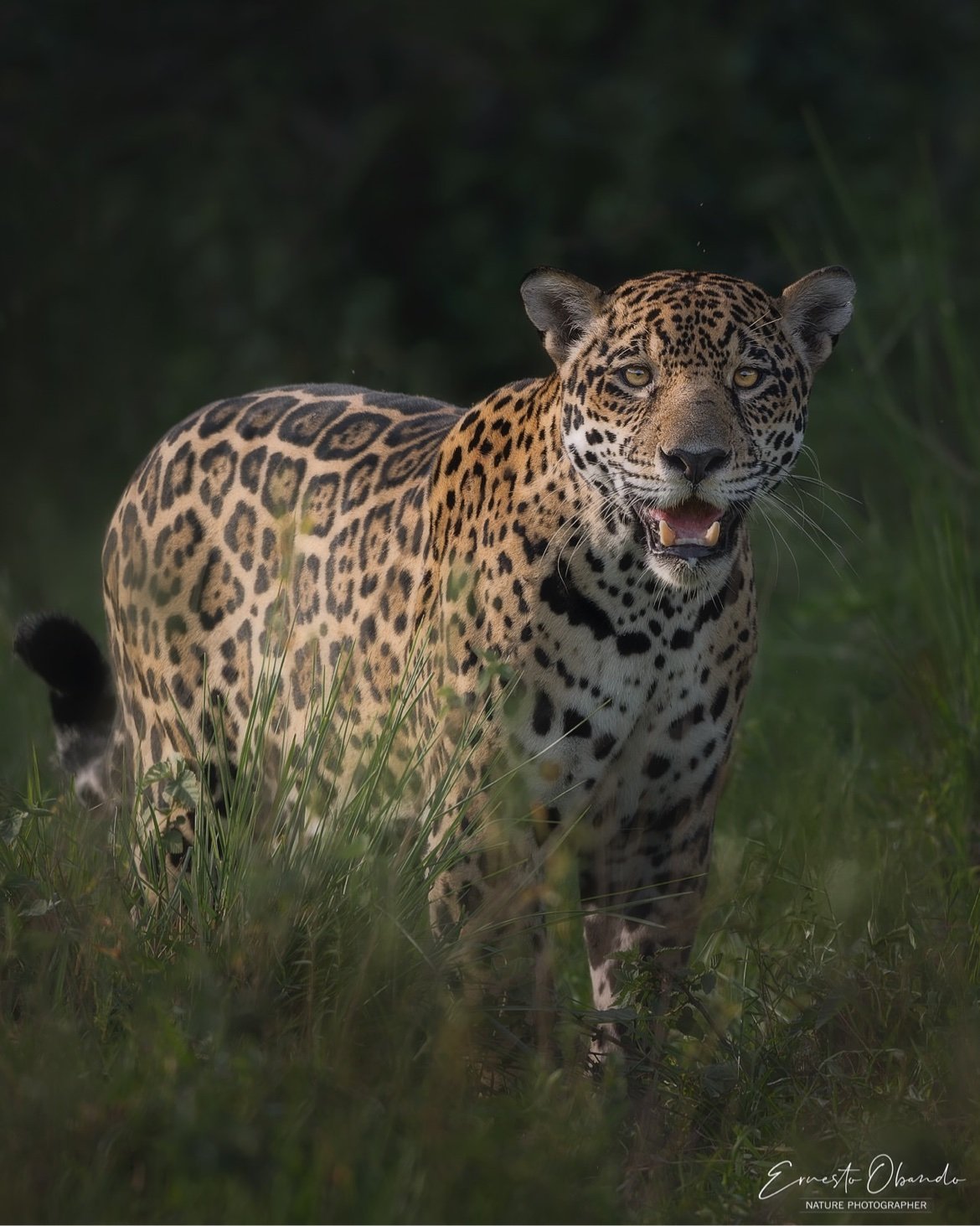 The jaguar, the largest feline in the Americas