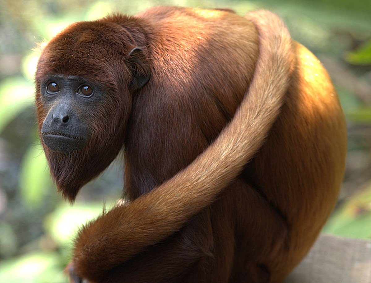 Red howler monkey (Alouatta seniculus)