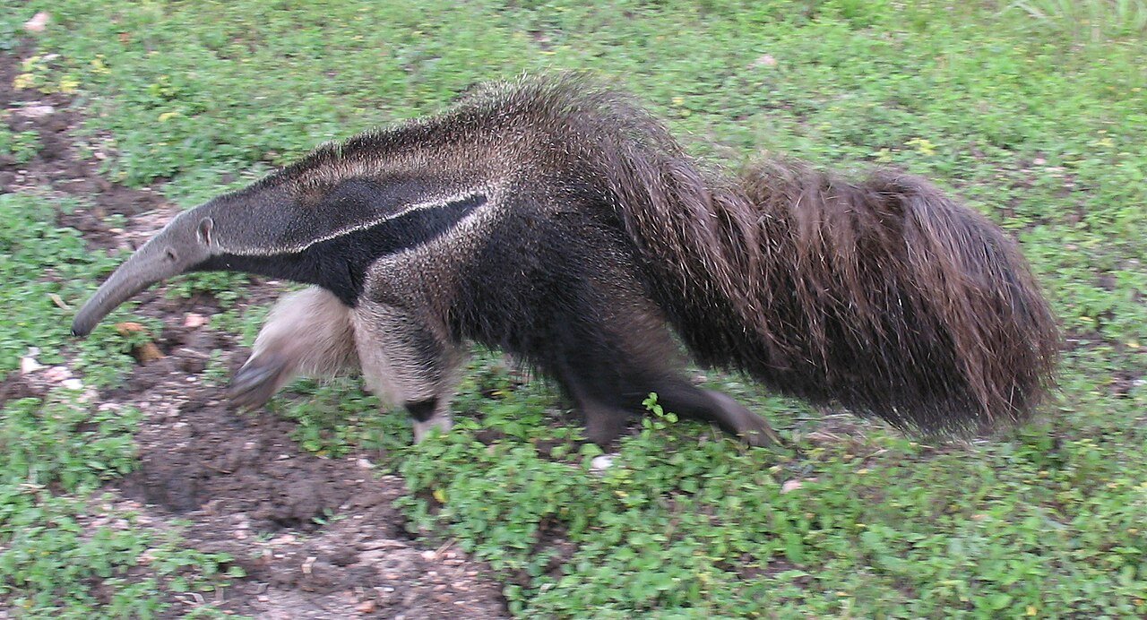 Giant anteater (Myrmecophaga tridactyla)