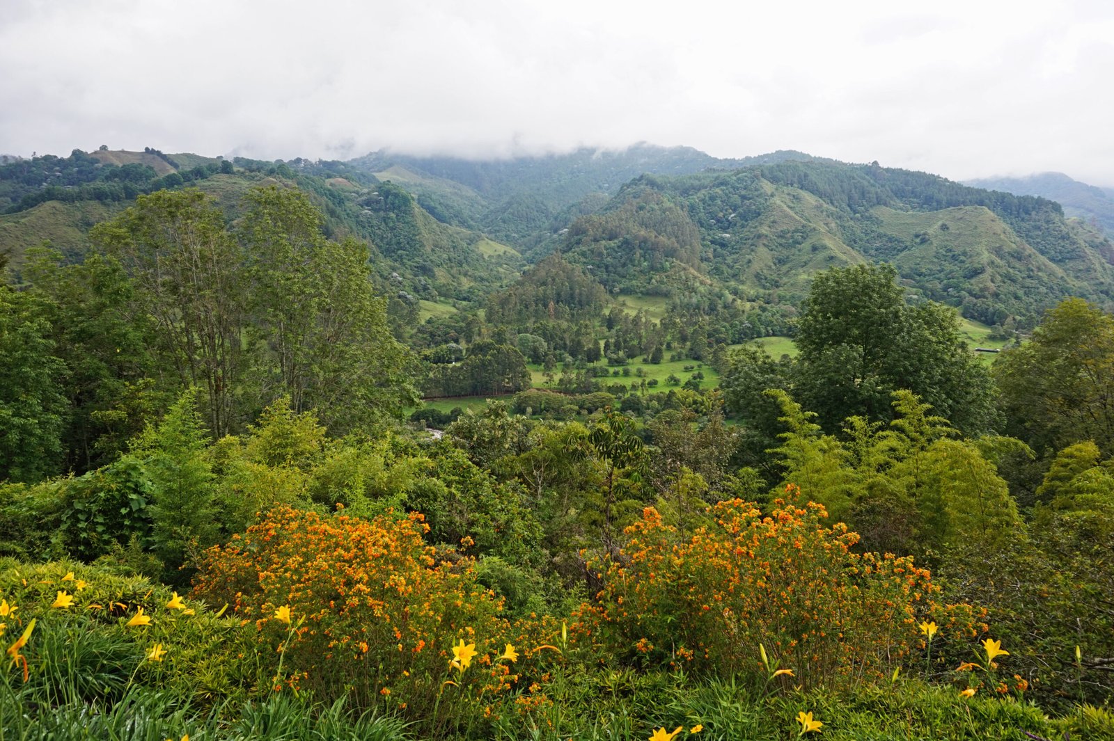 Valle de Cocora y sus palmas de cera